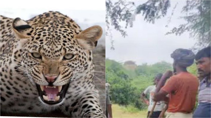 Etawah news: बकरी को बचाने ले लिए तेंदुए से ले ली टक्कर, जबड़े से बचा लाया