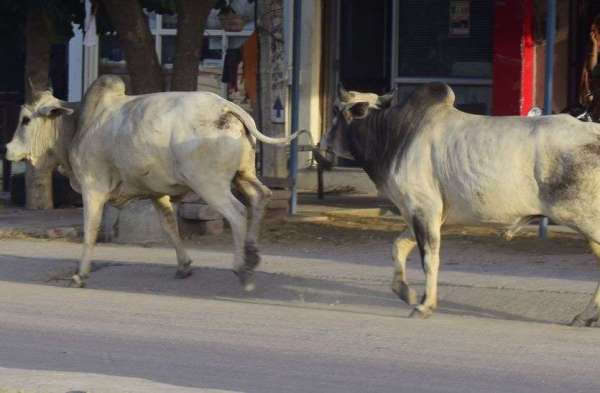बेसहारा पशु किसी ओर को न कर दे बेसहारा