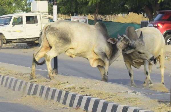 बेसहारा पशु किसी ओर को न कर दे बेसहारा
