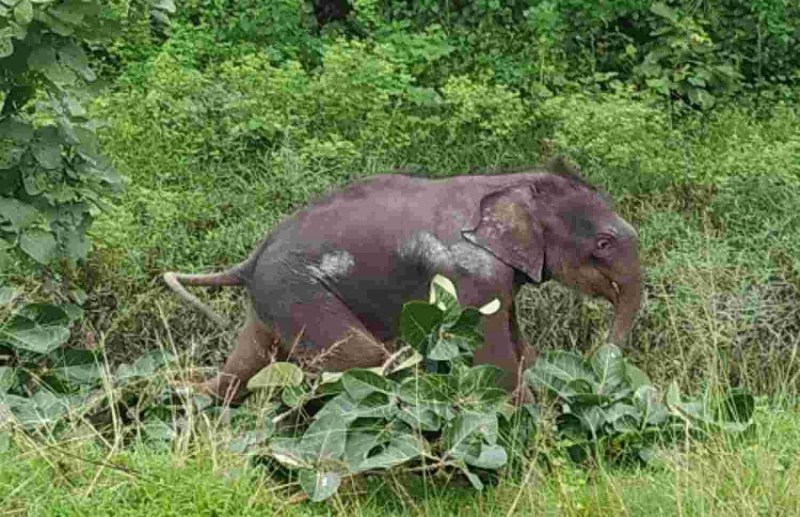 हाथी मेरे साथी... मां से बिछड़कर अलग हुए शिशु हाथी को मिली नई जिंदगी, डॉक्टर बोले- बच्चे की तरह कर रहे देखभाल