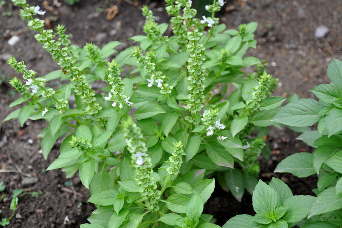 रोज सुबह इस पौधे की चबाएं 4 पत्तियां, अनगिनत मिलेंगे फायदे , बीमारियों