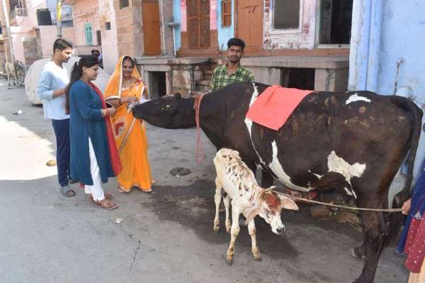  बछबारस का पर्व, गाय-बछड़े का पूजन