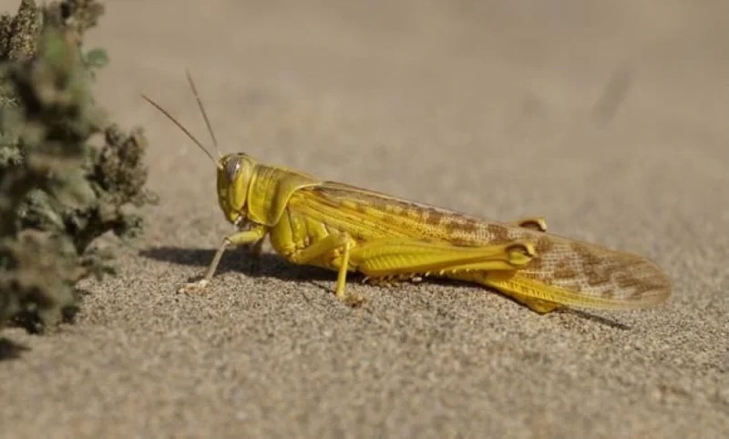 Indo-Pak बॉर्डर पर नजर आई टिड्डी | Locust seen on India-Pak border ...