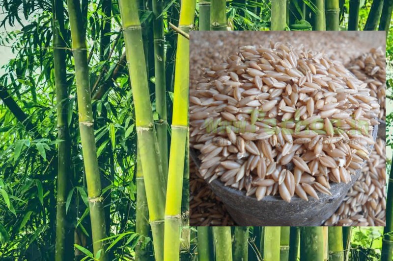 Bamboo Rice health benefits