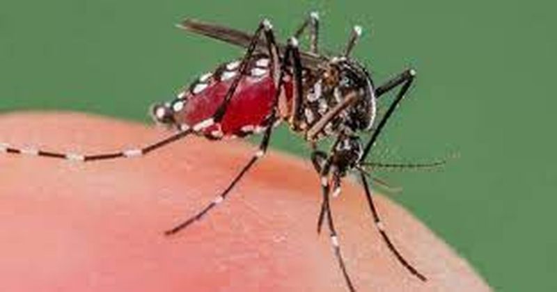 फिर बढ़ रहे डेंगू के मामले, महीने में 3,110 की पुष्टि