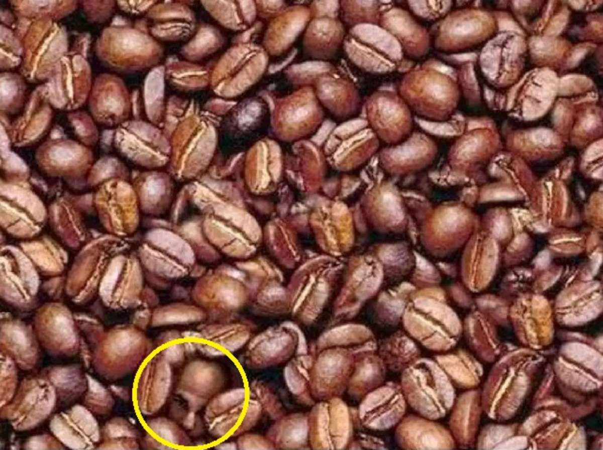 optical_illusion_human_face_among_coffee_beans.jpg