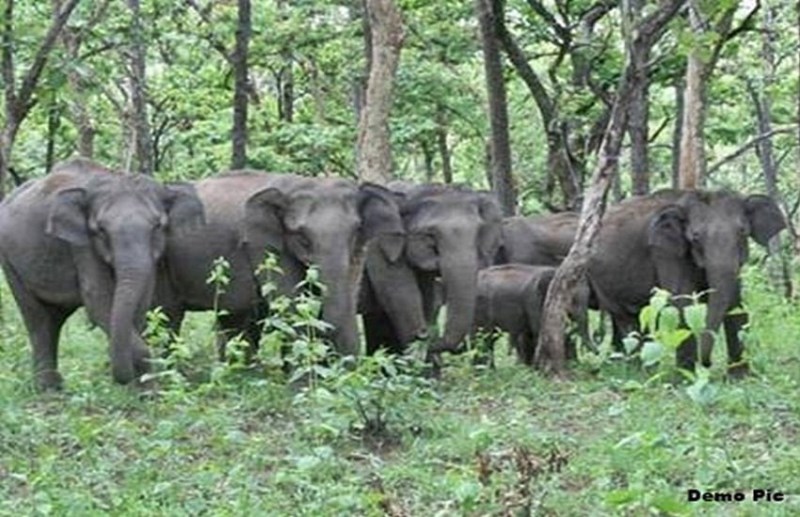 Elephant terror in Korba