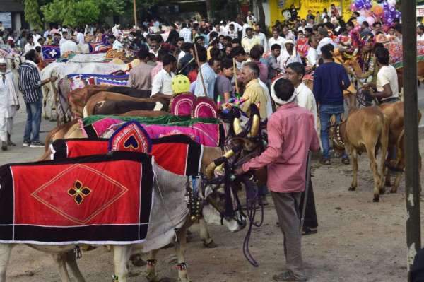  Bull pairs dressed up