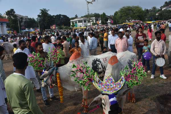 Bull pairs dressed up
