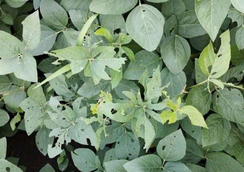 सोयाबीन पर तंबाकू की इल्ली तो धान पर सफेद माहू का प्रकोप