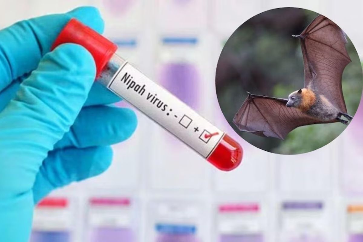 lockdown comeback 5 new cases of Nipah virus in Kerala