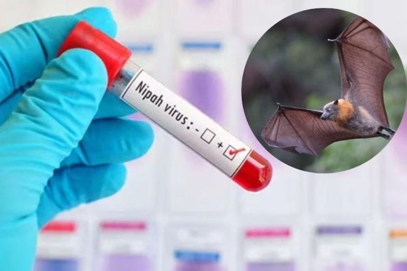  lockdown comeback 5 new cases of Nipah virus in Kerala