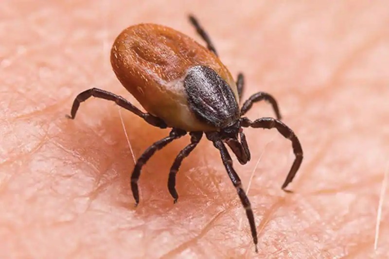 Scrub typhus prevention