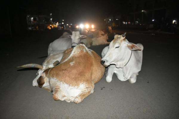 रात में चक्कर रोड से सतरस्ते तक 250 से ज्यादा मवेशी बीच सड़क पर बैठे मिले