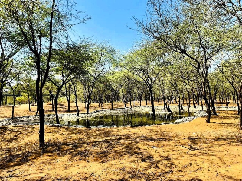 ऐसा होगा सिल्वन जैव विविधता वन, जंगल जैसा आएगा फील, 113 हैक्टेयर में किया गया है विकसित