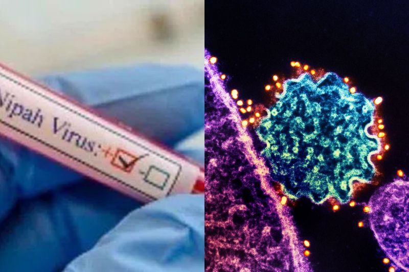 nipah virus in rajasthan