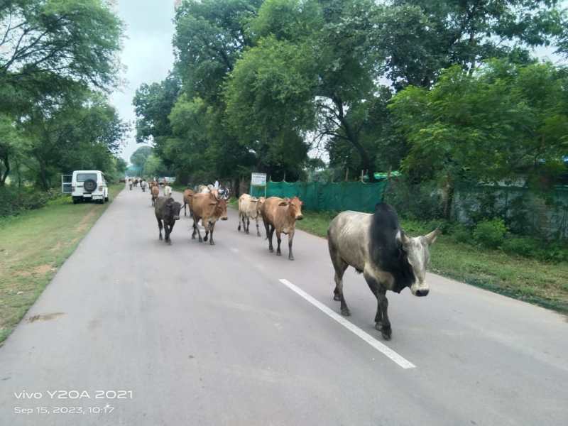 Instructions were given to form teams at development block, city council and gram panchayat level to transfer cattle to empty cowsheds.