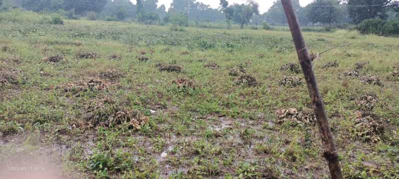 Even the crops kept safe in barns are getting spoiled