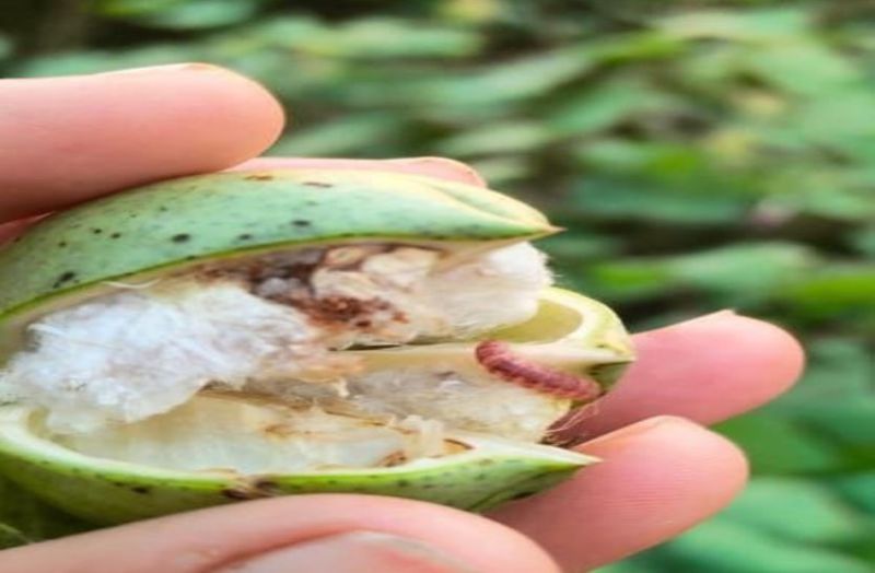 कपास की फसल पर गुलाबी सूंडी का प्रकोप, 48500 हेक्टेयर फसल पर खतरा