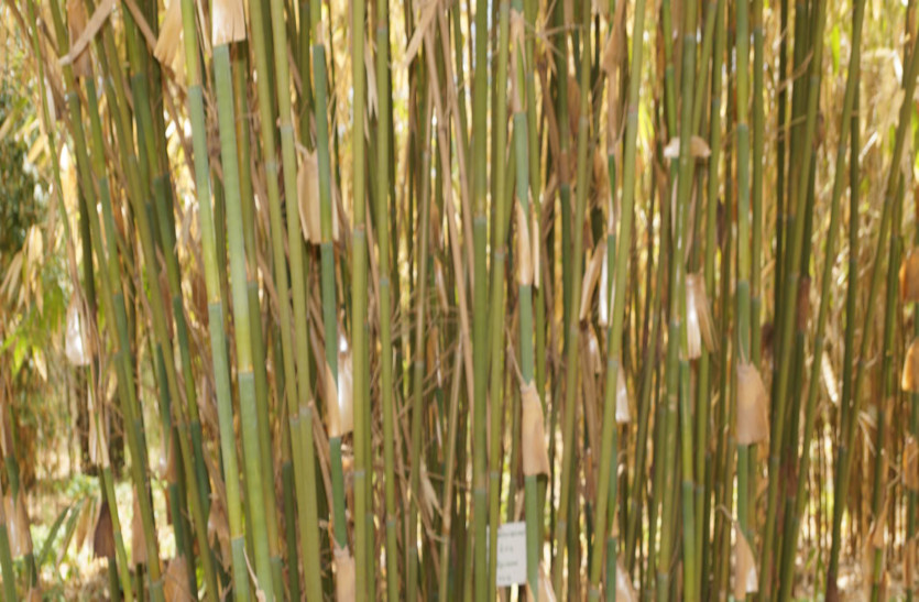 गुजरात में बांस की खेती करने वाले किसानों की तादाद हुई दोगुनी