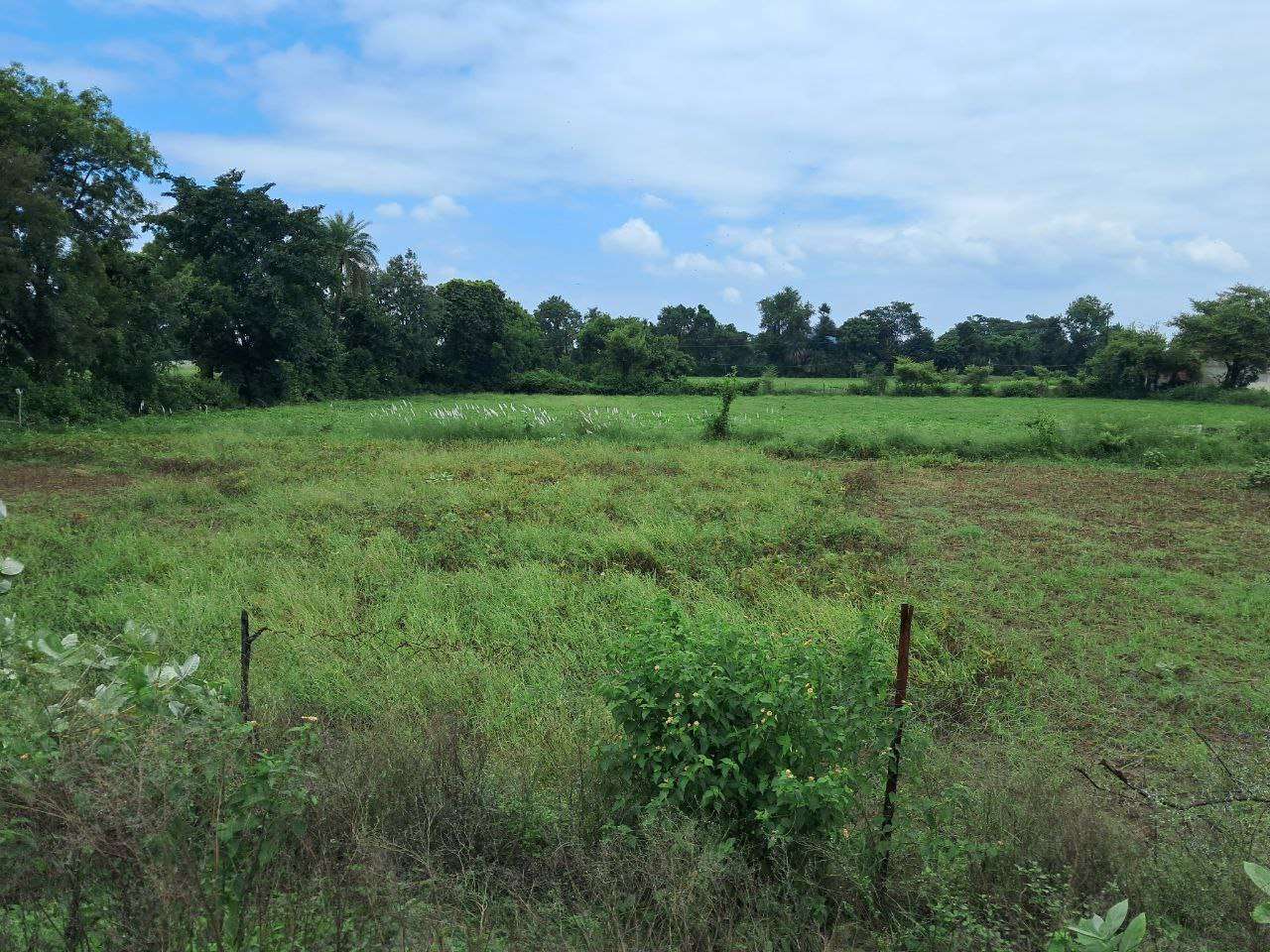 बारिश से खराब हो गई उड़द की फसल