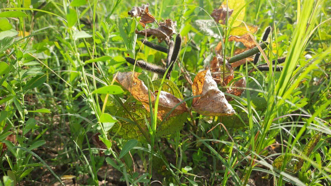 बारिश से खराब हो गई उड़द की फसल