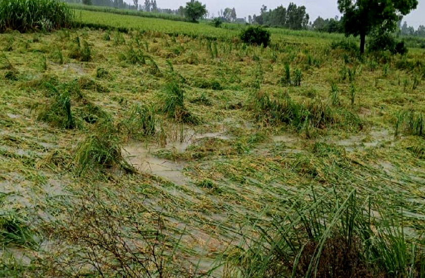 heavy rain destroyed crops