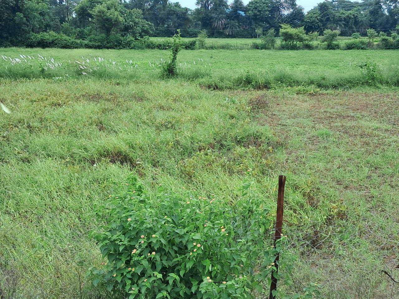 बारिश से खराब हो गई उड़द की फसल