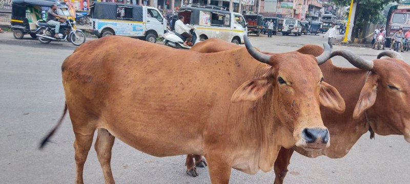 Allergy disease increased in animals due to eating carrot grass