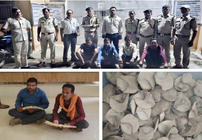हाथी के 2 दांत व पेंगोलिन की शल्क के साथ 4 तस्कर गिरफ्तार, 25 लाख रुपए है हाथी की दांत की कीमत