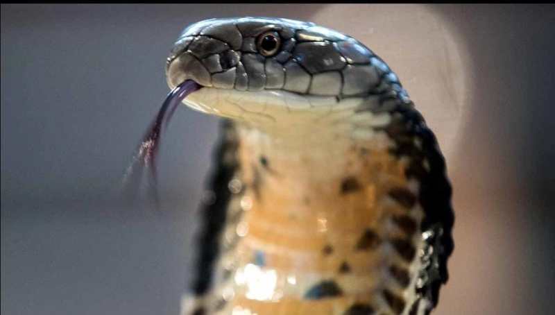 Gorakhpur news : बच्चों का बन रहा था मिड डे मील, बर्तन से निकला सांप