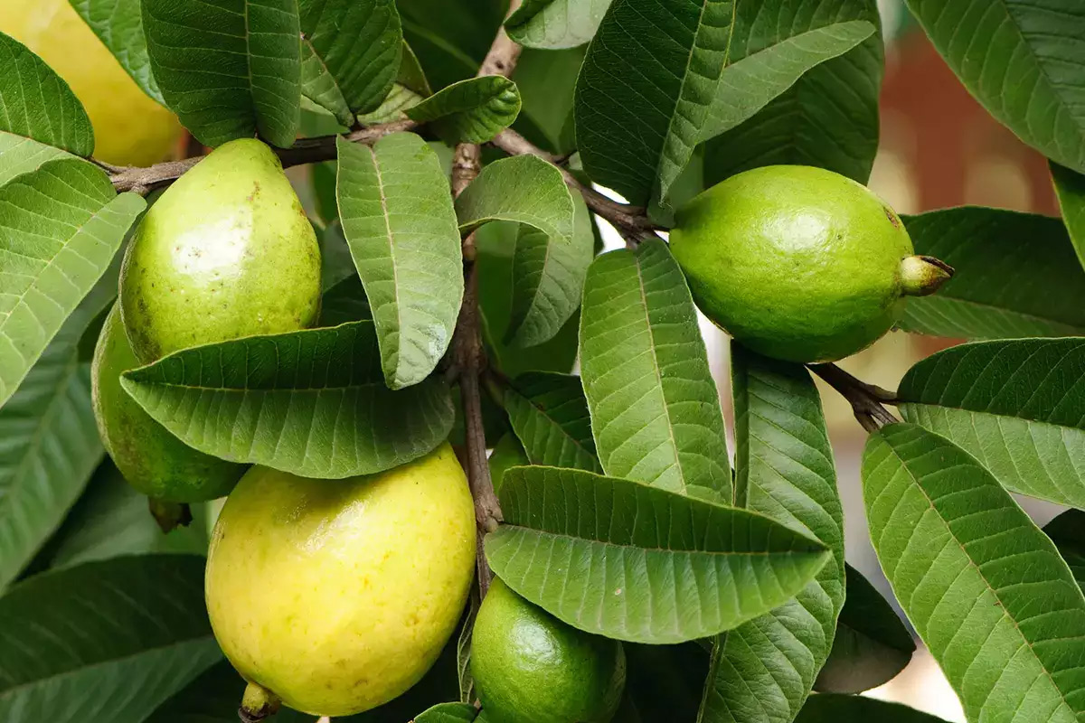 health benefits of guava leaves