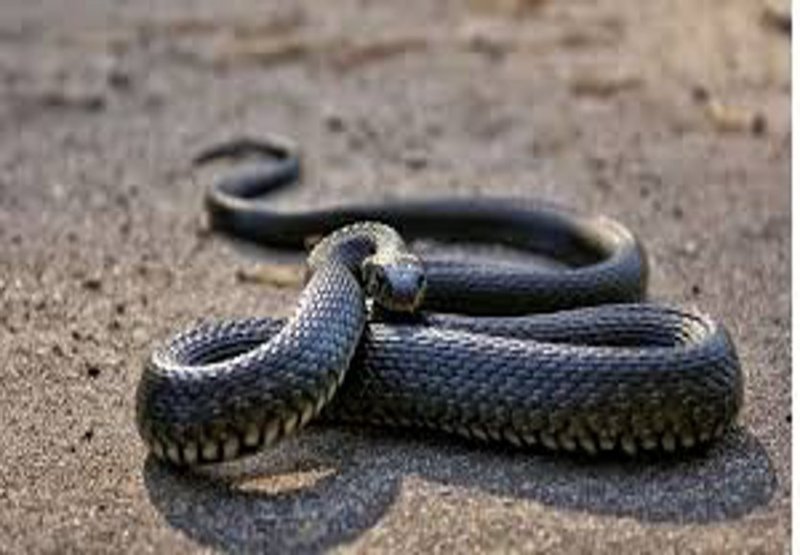 सोते समय जहरीले सांप के डसने से युवक और 8 वर्षीय बालक की मौत, बेटे को अचेत देख पिता के उड़े होश