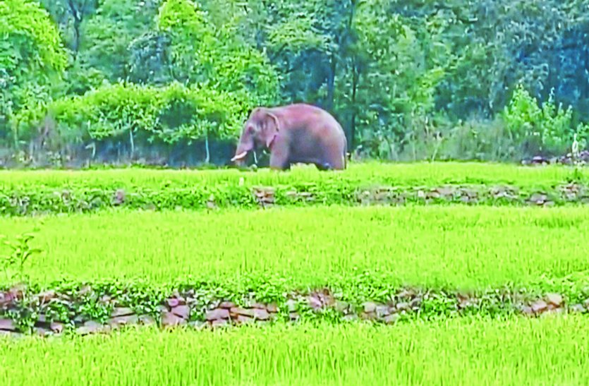 खेत न जाने की दी सलाह