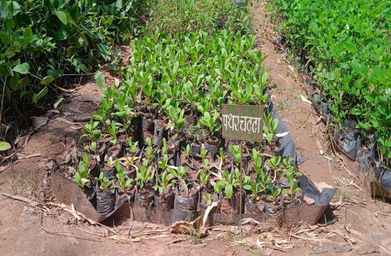 कोरोना के बाद बढी औषधीय पौधों की मांग, ढाई महीनें में पन्द्रह हजार लोगों ने खरीद