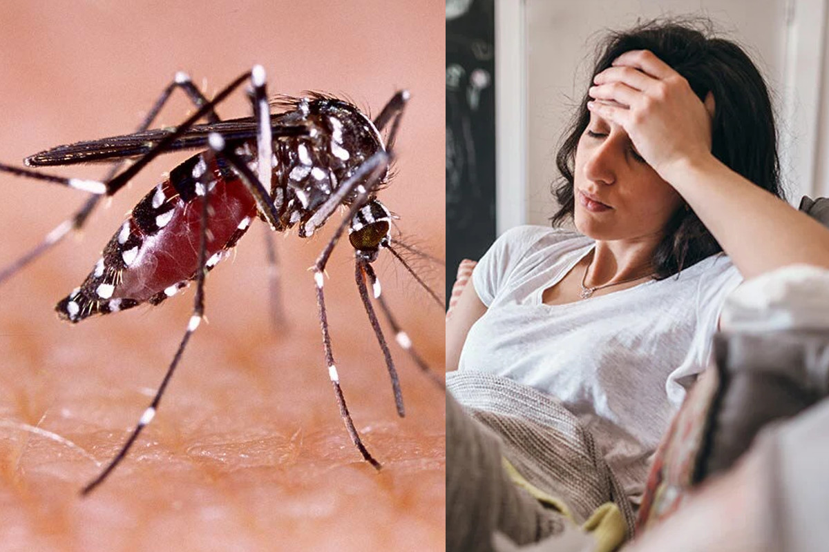 dengue_fever.jpg