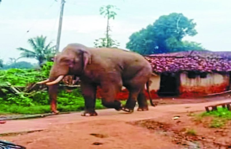 घटौद चिन्दाभाठा गांव की गलियों में हाथी ने मचाई धमाचौकड़ी, छतों पर चढक़र ग्रामीणों ने बचाई जान