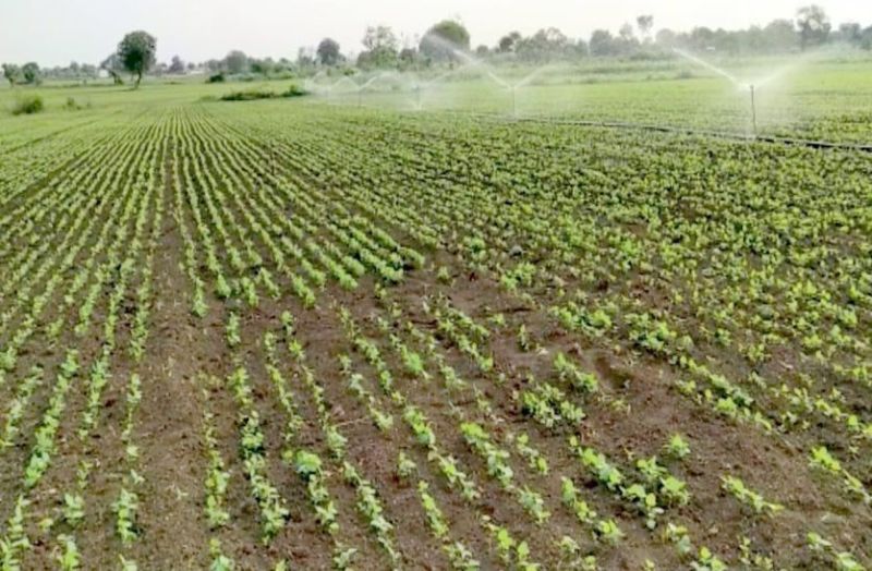 Rabi sowing: इस बार पाली की धरती उगलेगी सोना