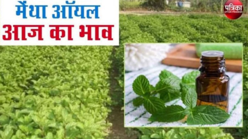 Mentha oil rate: मेंथा तेल के मूल्य में 15 रुपए प्रति किलो की भारी कमी, जानें कैसा रहेगा आज का बाजार
