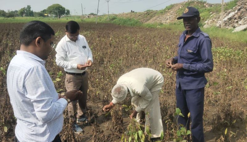 किसानों के साथ खेत पर खराब फसल देखते कृषि विभाग के अधिकारी