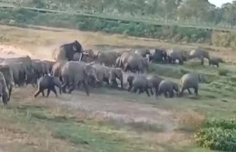 A group of 118 elephants entered Raigarh forest division