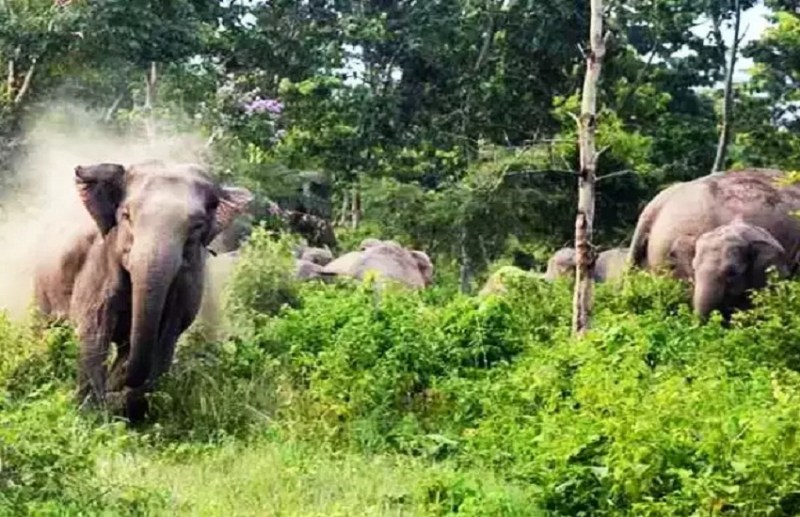 Information will be received through call and SMS when elephant arrives