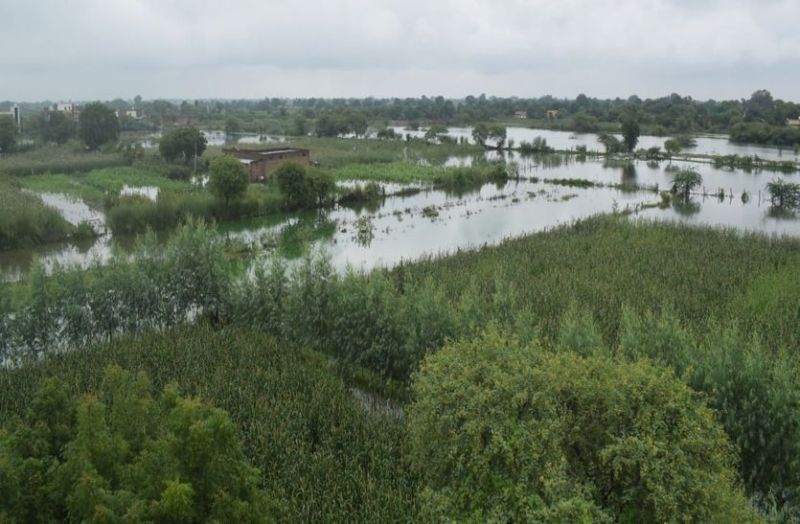 Waterlogging is giving pain to farmers too, millet crop destroyed due to drowning in water
