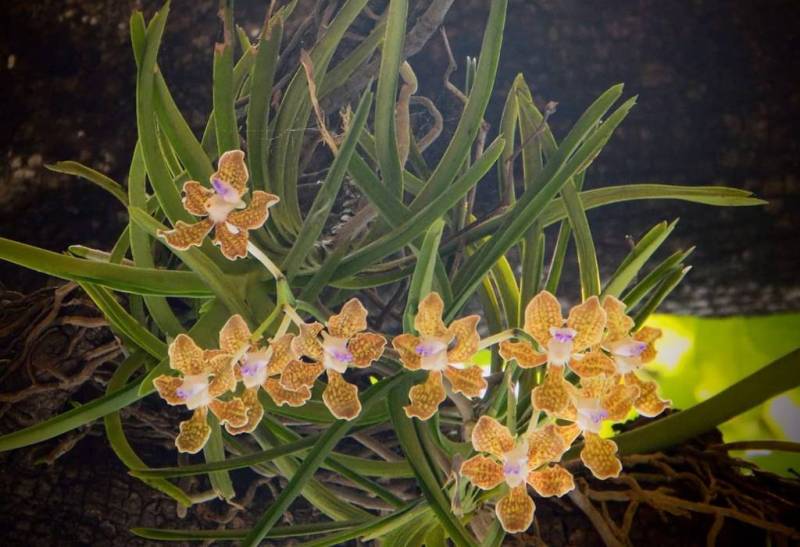 दिव्य औषधियों का खजाना है सीतामाता वन्यजीव अभयारण्य