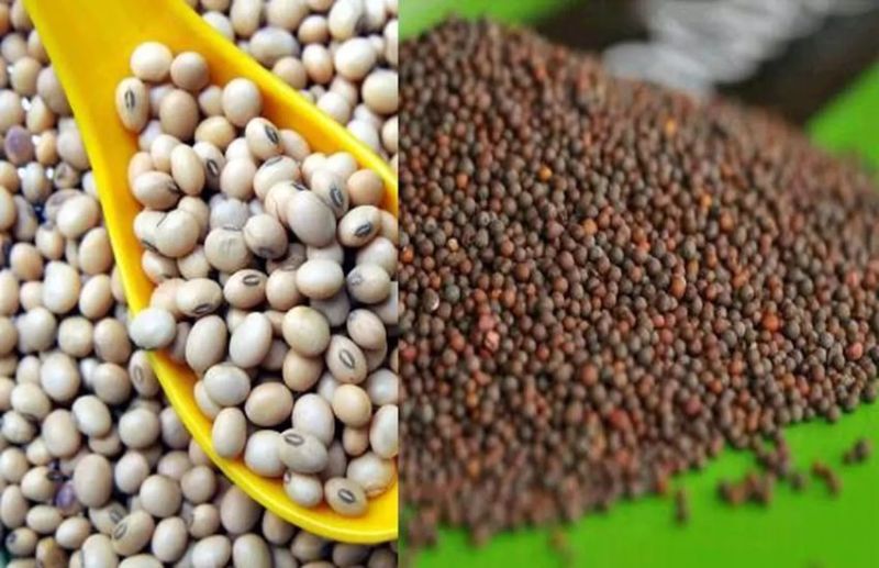 जिले की धरती उगलने लगी पीला सोना