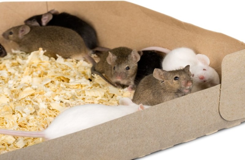 दर्द की दवा को विकसित करने के लिए एआइ की सहायता से चूहों के व्यवहार का परीक्षण