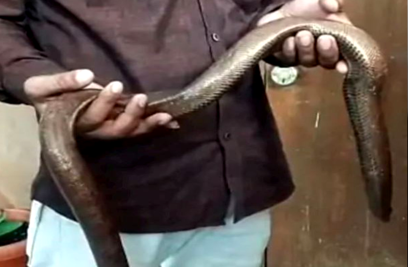 sand boa smuggling