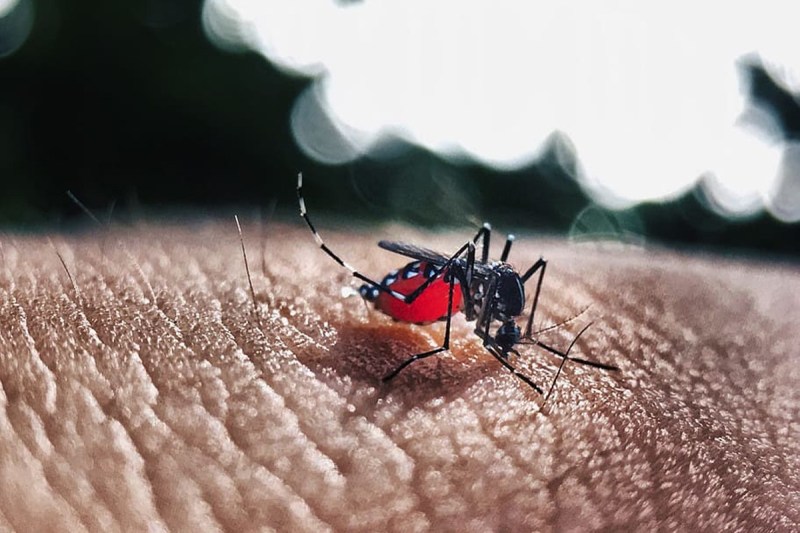 Dengue and Chikungunya Outbreaks Hit India, Killing Dozens