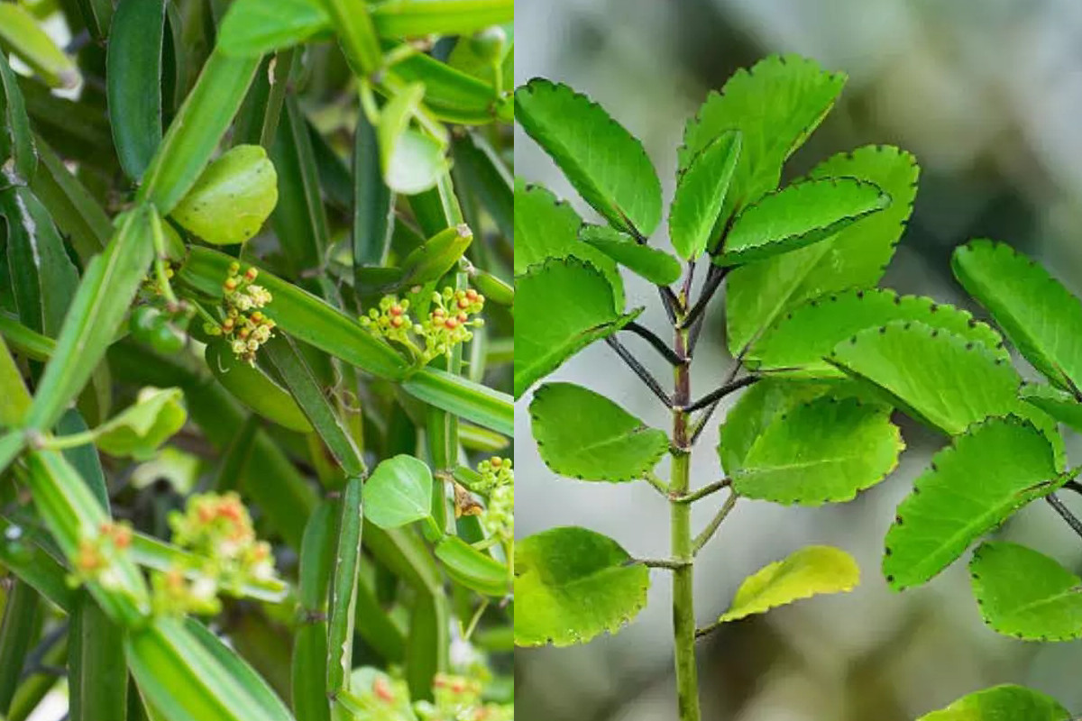 plant.jpg