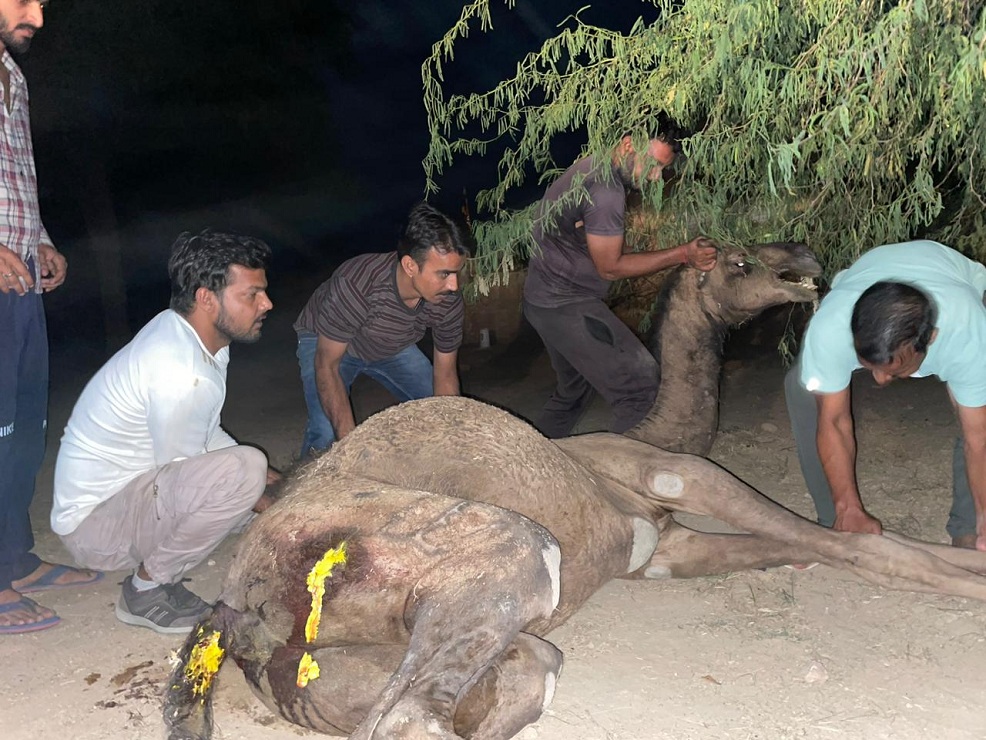 कार ऊंटों के झुंड से टकराई, 2 ऊंट की हुई मौत, एक घायल